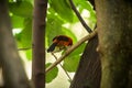 Bullfinch sitiing on branch