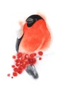 Bullfinch sits on a branch with berries. Red winter bird. Postcard. Hand drawn watercolor illustration on a white background Royalty Free Stock Photo