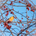 Bullfinch sits on a branch and eats small red apples. The Eurasian or common bullfinch, pyrrhula pyrrhula