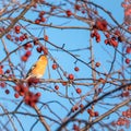 Bullfinch sits on a branch and eats small red apples. The Eurasian or common bullfinch, pyrrhula pyrrhula