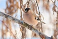 Bullfinch sits on a branch with fallen bark in a forest park on