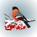 Bullfinch sitting on snow covered branch of mountain ash. Winter nature. Vector illustration