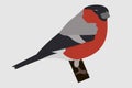 Bullfinch sitting on a tree branch