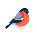 Bullfinch is a small passerine bird in the finch family, Fringillidae. Pyrrhula pyrrhula. Bird Cartoon flat style