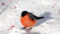 Bullfinch on the snow