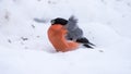 Bullfinch on the snow a very windy day