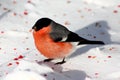 Bullfinch standing in snow