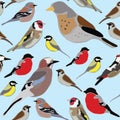 Bullfinch tit thrush pattern illustration of a bird differently