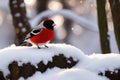 Bullfinch on a tree branch in the winter forest. Generative Ai