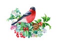 Bullfinch, Watercolor Christmas bird, hand drawn on isolated white background. Winter design Royalty Free Stock Photo