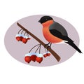 Bullfinch on wild arrle tree branch.