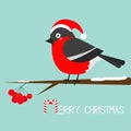 Bullfinch winter red feather bird sitting on rowan rowanberry sorb berry tree branch. Santa hat. Merry Christmas greeting card. Ca Royalty Free Stock Photo