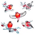 Bullfinches birds set with berry rowan twigs in watercolor style. Element for New Year and Christmas, xmas design Royalty Free Stock Photo