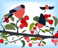 Bullfinches on a branch of hawthorn