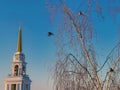 Bullfinches sit on birch branches against the spire Of the bell tower of the Orthodox Cathedral.