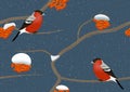 Bullfinches on tree in winter Royalty Free Stock Photo