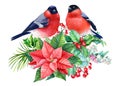 Bullfinches watercolor, Christmas red birds, hand drawn on isolated white background Royalty Free Stock Photo