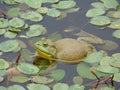 Bullfrog