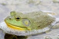 Portrait of American Bullfrog Royalty Free Stock Photo