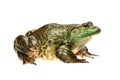 Bullfrog