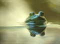 Bullfrog Royalty Free Stock Photo