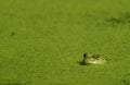 Bullfrog & Algae Royalty Free Stock Photo