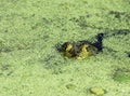 Bullfrog at Brazos Bend