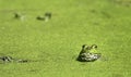 Bullfrog at Brazos Bend