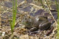 Bullfrog calling during spring Royalty Free Stock Photo