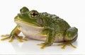 Bullfrog, cut out on white background Royalty Free Stock Photo