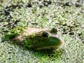 Bullfrog in a Duck Weed Covered Pond Closeup Royalty Free Stock Photo