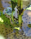 Bullfrog eggs clinging to stems and the water`s surface Royalty Free Stock Photo