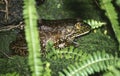 Bullfrog in a Florida Fishpond Royalty Free Stock Photo