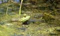 Bullfrog Hides in Algae