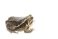 Bullfrog isolate on white Royalty Free Stock Photo