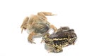 Bullfrog isolate on white Royalty Free Stock Photo