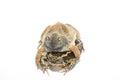 Bullfrog isolate on white Royalty Free Stock Photo