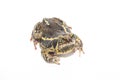 Bullfrog isolate on white Royalty Free Stock Photo