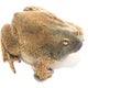 Bullfrog isolate on white Royalty Free Stock Photo