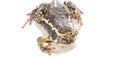 Bullfrog isolate on white Royalty Free Stock Photo