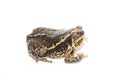 Bullfrog isolate on white Royalty Free Stock Photo