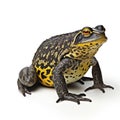 A bullfrog isolated on white background with shadow