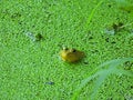 Bullfrog Juvenile in Bright Green Algae Pond with Head and Frog Eyes Visible