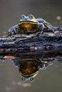 Bullfrog King Royalty Free Stock Photo