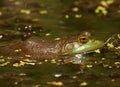 Bullfrog Royalty Free Stock Photo