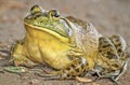 Bullfrog