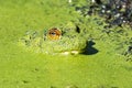 A Bullfrog Laying in a Pond full of Duckweed Royalty Free Stock Photo