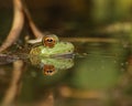 Bullfrog peeking above the surface of the water with reflection Royalty Free Stock Photo