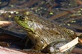 Bullfrog in pond Royalty Free Stock Photo