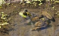 Bullfrog in Pond Royalty Free Stock Photo